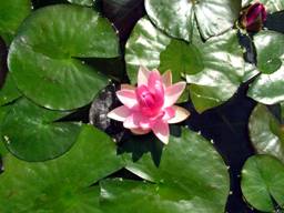 water-lily